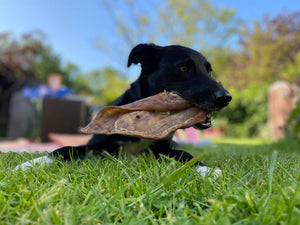 Dog Treats